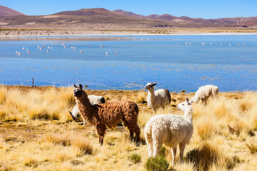 Lago con flamencos